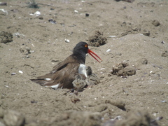 Haematopus palliatus