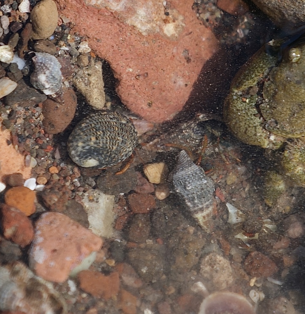 Blue-eyed Spotted Hermit Crab