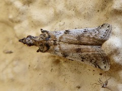 Copromorphoidea
