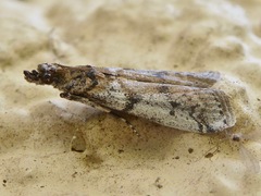 Copromorphoidea