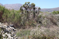 Leucadendron floridum