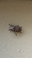 Euparius
