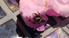 Paraphidippus aurantius