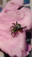 Paraphidippus aurantius