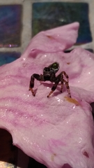 Paraphidippus aurantius