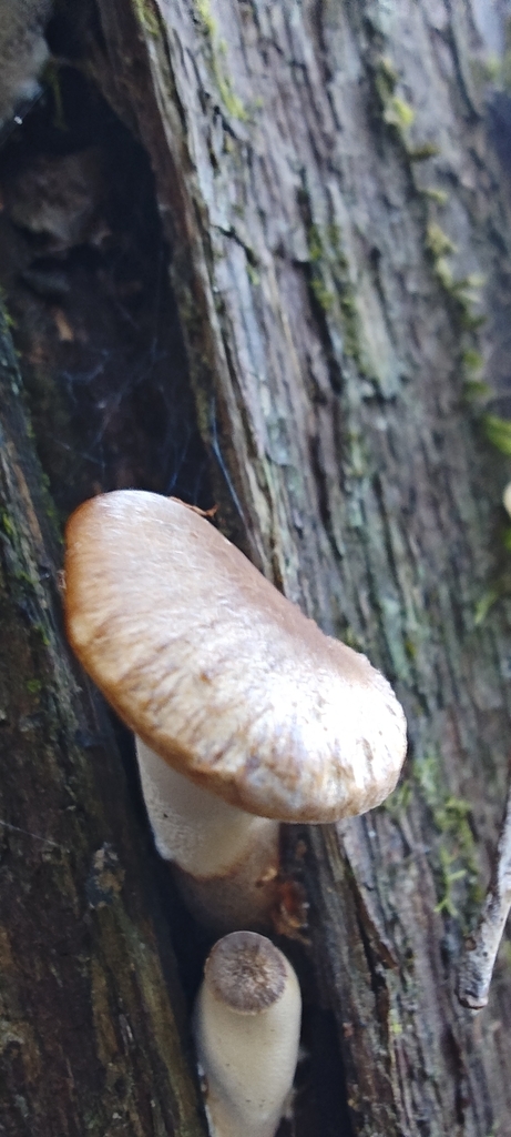 Fomitopsis maculatissima · April 2025 · photo: © fontoto (iNaturalist, cc-by)