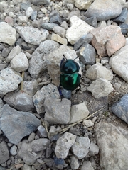 Trypocopris vernalis