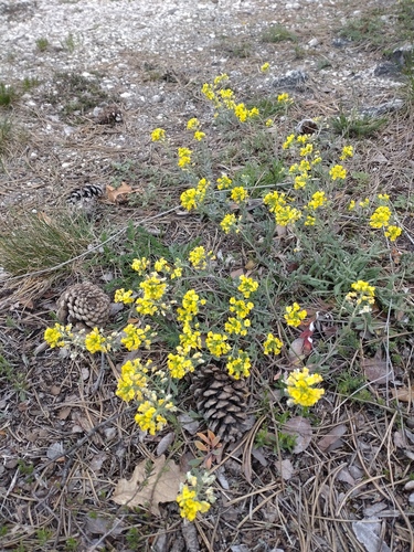 Alyssum gmelinii, photograph 2