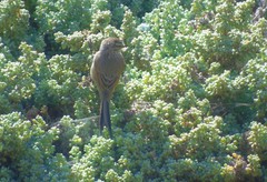 Leptasthenura aegithaloides