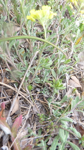 Alyssum gmelinii, photograph 3