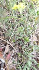 Michael Andresek, CC BY, iNaturalist via GBIF Alyssum gmelinii, photograph Michael Andresek, CC BY, iNaturalist via GBIF