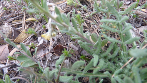 Alyssum gmelinii, photograph 4