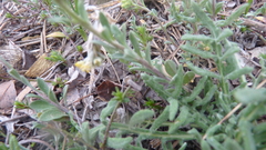 Michael Andresek, CC BY, iNaturalist via GBIF Alyssum gmelinii, photograph Michael Andresek, CC BY, iNaturalist via GBIF