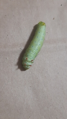 Callosamia promethea