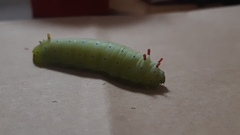 Callosamia promethea