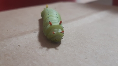 Callosamia promethea