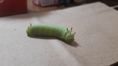 Callosamia promethea