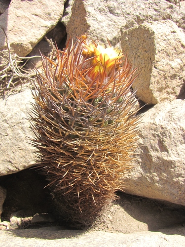 Eriosyce iquiquensis