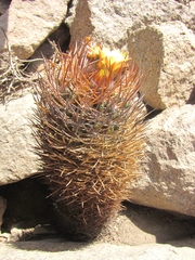 Eriosyce iquiquensis