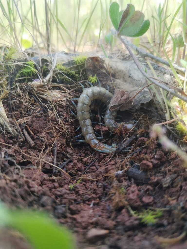 www.inaturalist.org