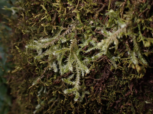 Image of Neckera menziesii by (c) W Rao, some rights reserved (CC BY)