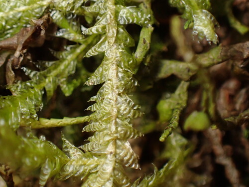 Image of Neckera menziesii by (c) W Rao, some rights reserved (CC BY)