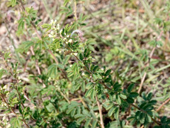 Calliandra biflora