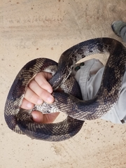 Pituophis melanoleucus