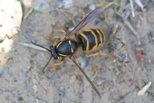 Saxon Wasp photo 4