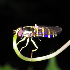 Xanthogramma flavipes