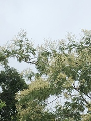 Senegalia polyphylla