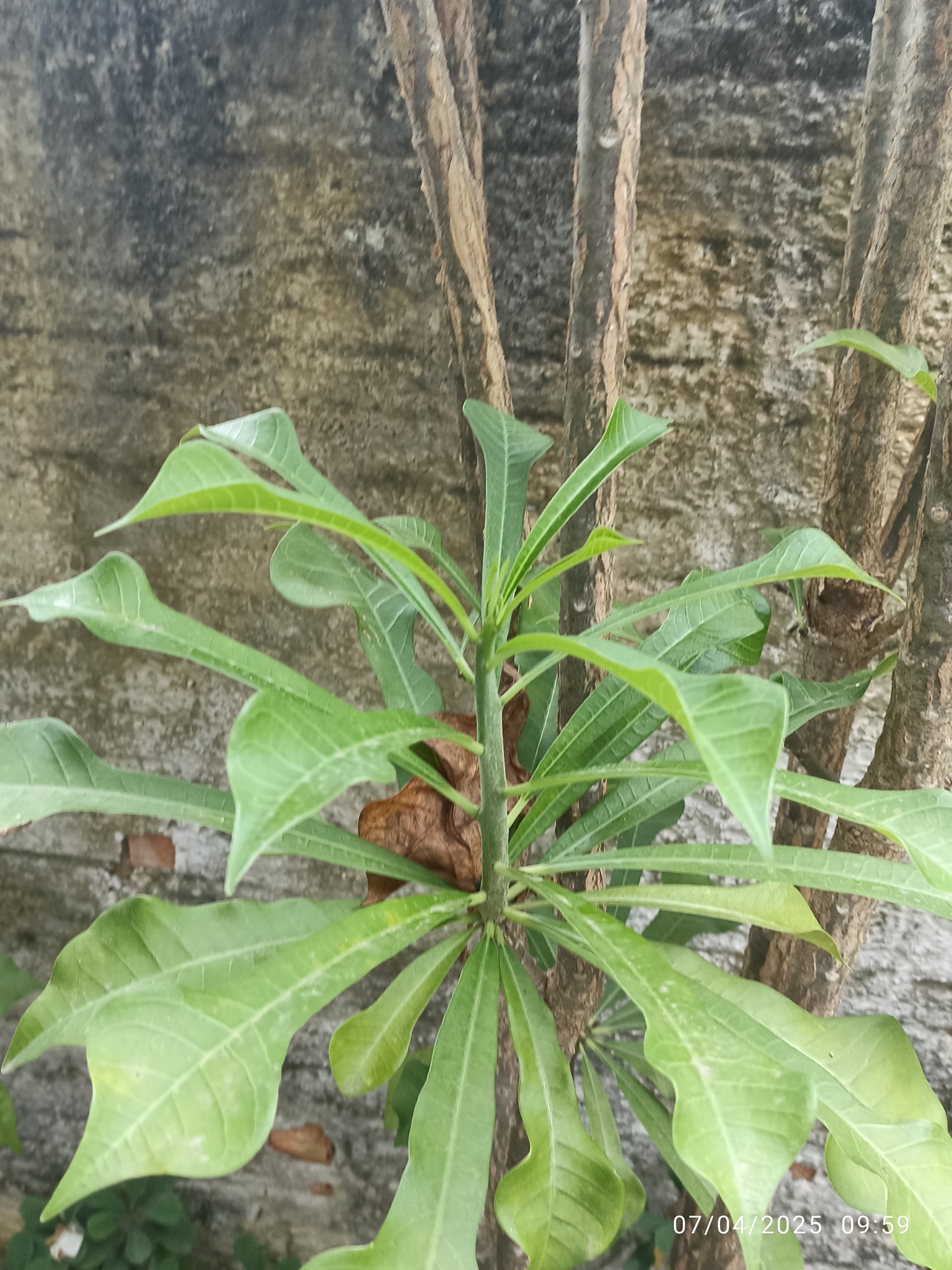 Plumeria pudica