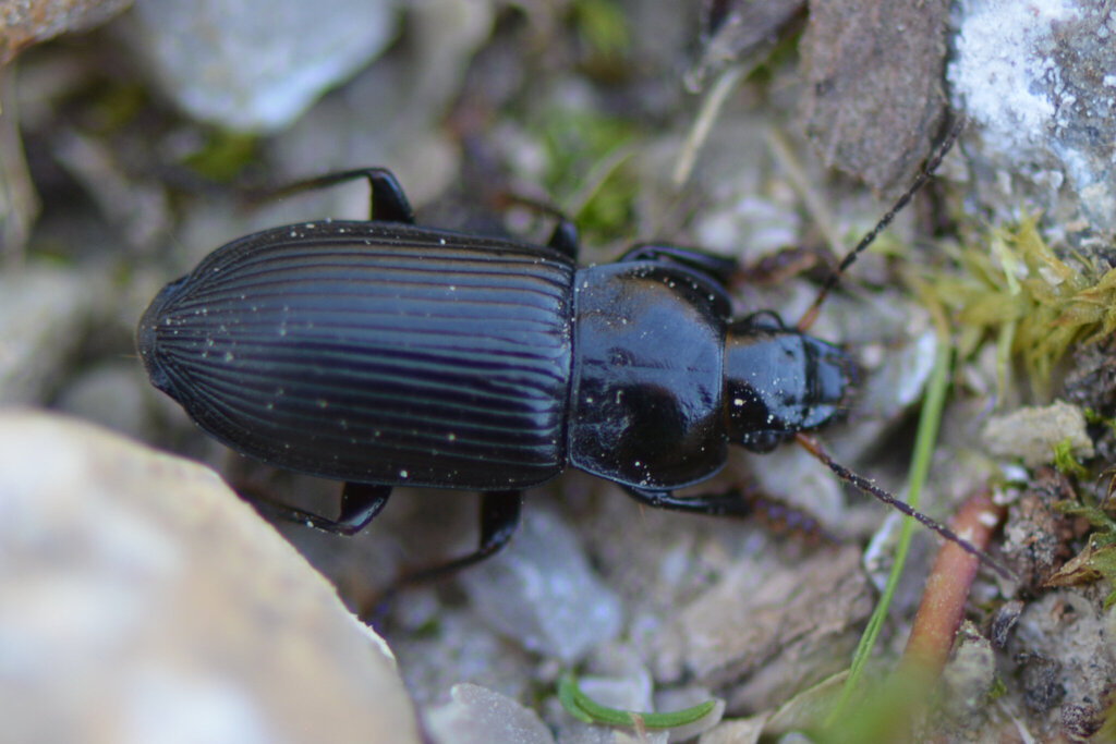 Two-marked harp ground beetle
