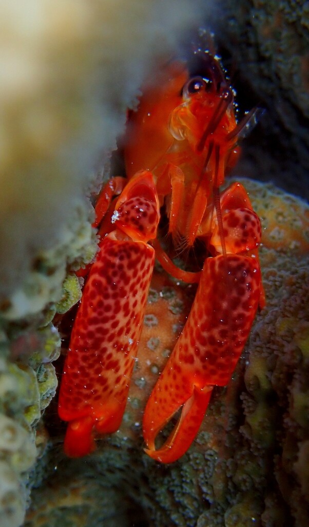 Coral snapping shrimp