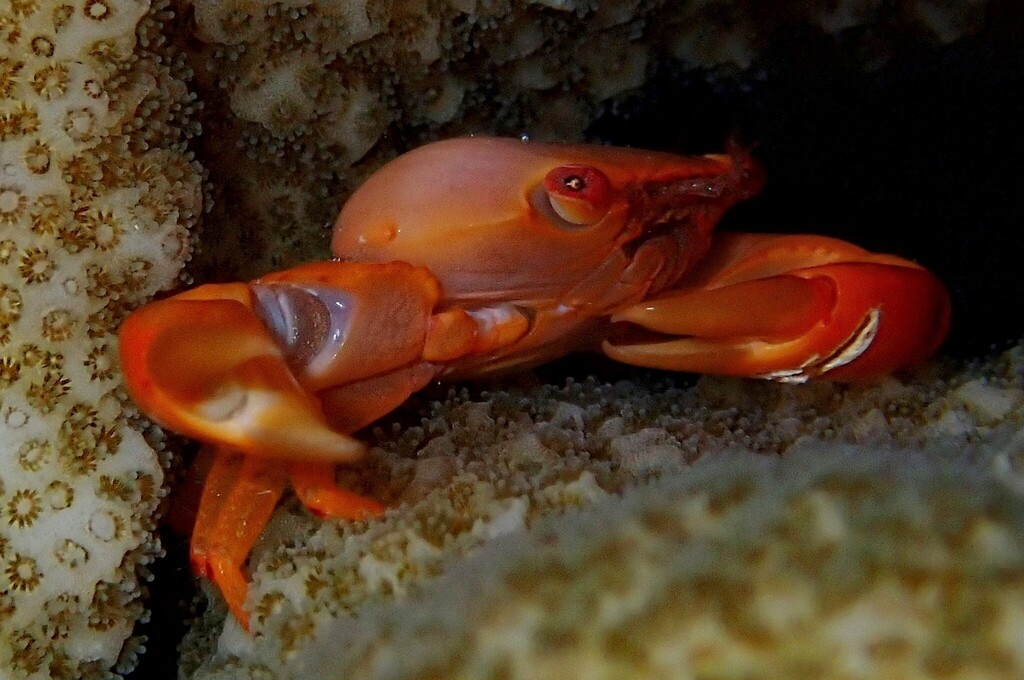 rusty guard crab