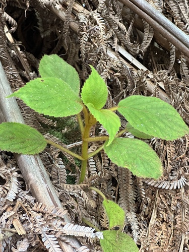 Ilihia (Cyrtandra platyphylla)