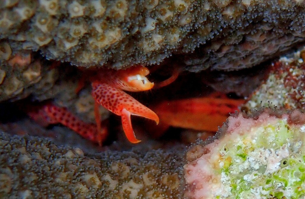 Coral snapping shrimp