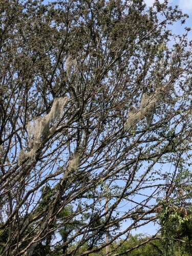 Tillandsia usneoides observed 2025-03-30