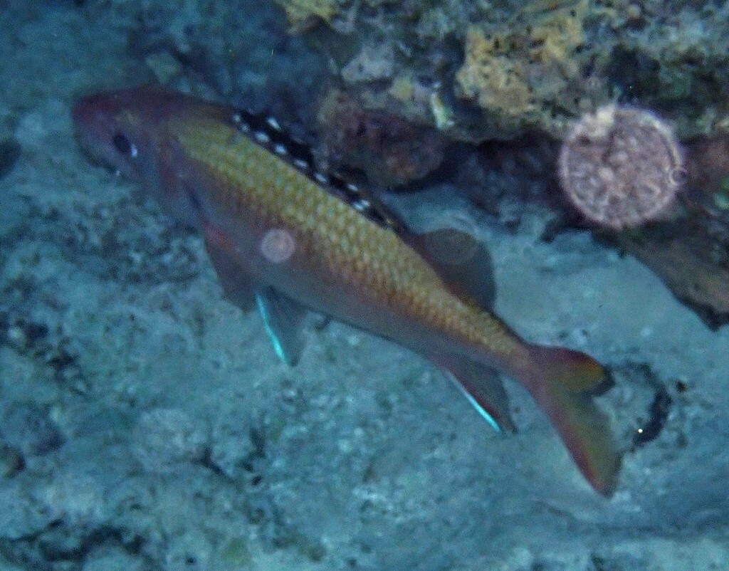 Black squirrelfish