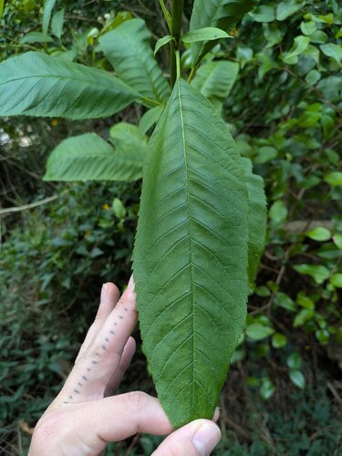 Tecoma castanifolia observed 2025-03-30