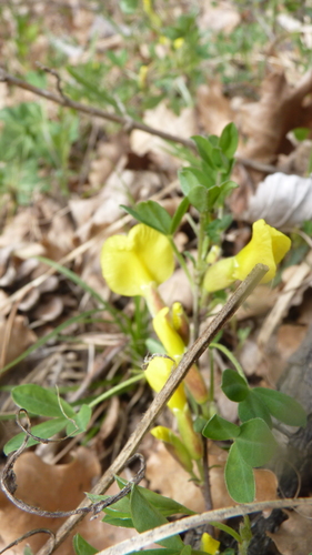 Image of Chamaecytisus ratisbonensis by (c) Michael Andresek, some rights reserved (CC BY)