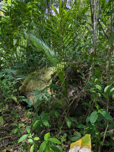 Areca, 2025-03-30