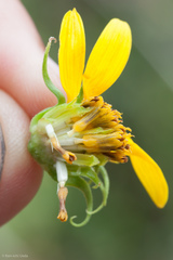 Helianthus californicus