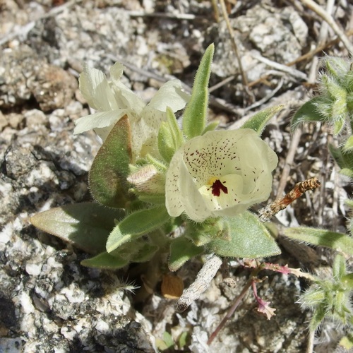 Image of Mohavea confertiflora by (c) Sue Carnahan, some rights reserved (CC BY)