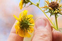 Helianthus californicus