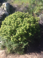 Galium catalinense acrispum