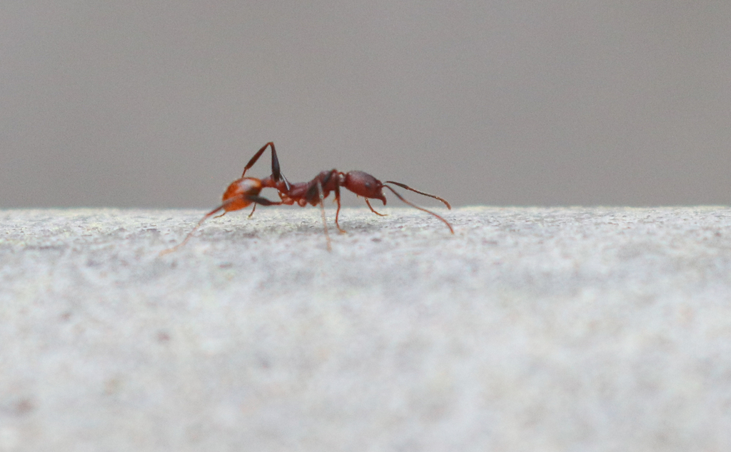 Notched Collared Ant from Nelson County, US-VA, US on April 4, 2025 at ...