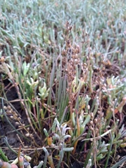 Triglochin concinna concinna