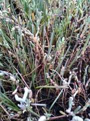 Triglochin concinna concinna