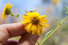 Helianthus californicus